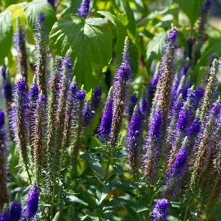 Ongar Relax Alojamento de Acomodação e Pequeno-almoço 3*